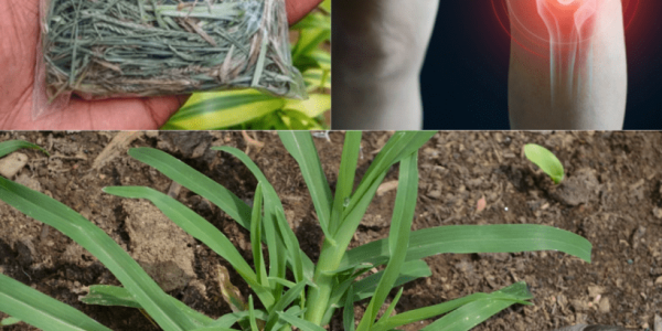 Unlock the Secret Powers of Goosegrass: The Humble Weed That’s a Health Game-Changer! 🌿 Unlock the Secret Powers of Goosegrass: The Humble Weed That’s a Health Game-Changer! 🌿