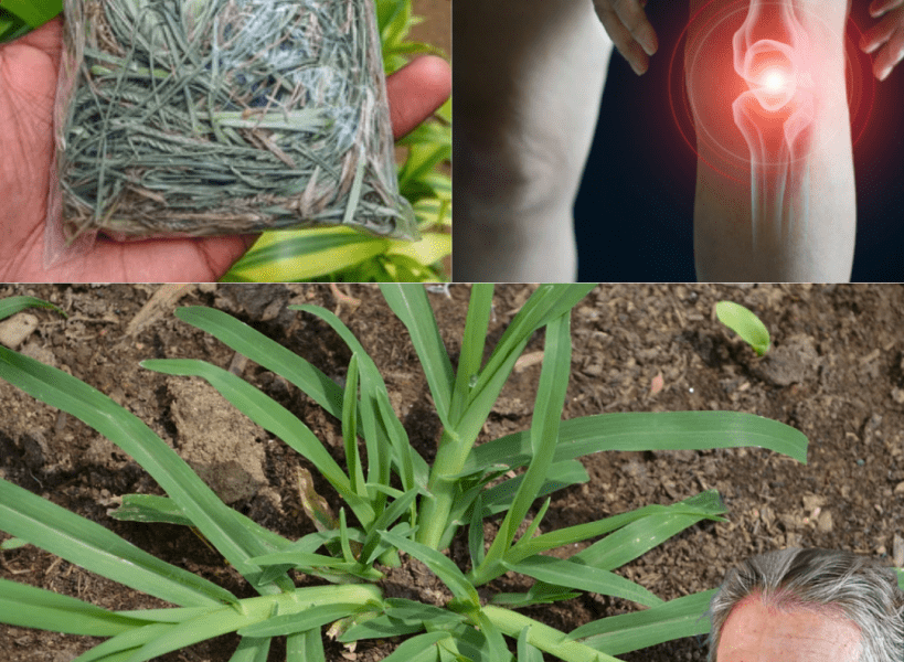 Unlock the Secret Powers of Goosegrass: The Humble Weed That’s a Health Game-Changer! 🌿