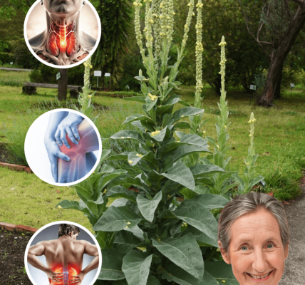 🌿 Common Mullein: The Hidden Healing Power of Nature’s Overlooked Herb 🌿 Common Mullein: The Hidden Healing Power of Nature’s Overlooked Herb
