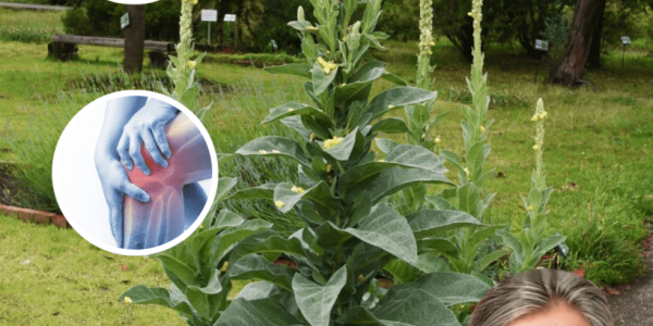🌿 Common Mullein: The Hidden Healing Power of Nature’s Overlooked Herb