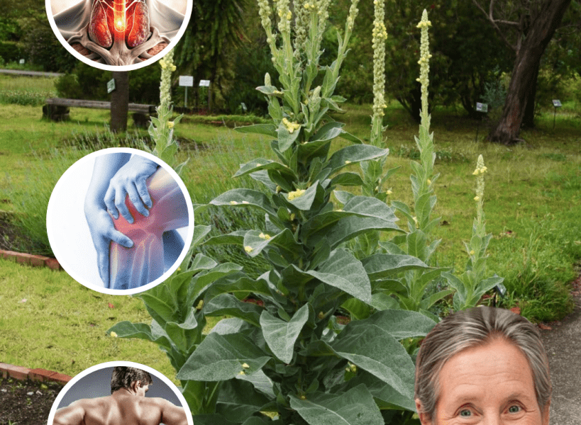 šæ Common Mullein: The Hidden Healing Power of Natureās Overlooked Herb šæ Common Mullein: The Hidden Healing Power of Natureās Overlooked Herb