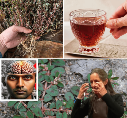 šæ The Hidden Power of Euphorbia Prostrata: Natureās Tiny Plant With Giant Healing Potential šæ The Hidden Power of Euphorbia Prostrata: Natureās Tiny Plant With Giant Healing Potential