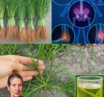 Unveil the Hidden Power of Goosegrass: 25 Astonishing Health Benefits You NEED to Know! Unveil the Hidden Power of Goosegrass: 25 Astonishing Health Benefits You NEED to Know!