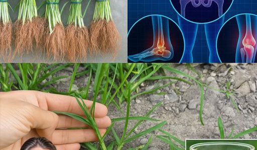 Unveil the Hidden Power of Goosegrass: 25 Astonishing Health Benefits You NEED to Know! Unveil the Hidden Power of Goosegrass: 25 Astonishing Health Benefits You NEED to Know!