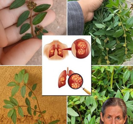 Unveil the Astonishing Power of Euphorbia Hirta: 9 Life-Changing Health Benefits You Can’t Ignore! Unveil the Astonishing Power of Euphorbia Hirta: 9 Life-Changing Health Benefits You Can’t Ignore!