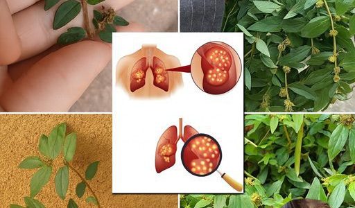 Unveil the Astonishing Power of Euphorbia Hirta: 9 Life-Changing Health Benefits You Canāt Ignore! Unveil the Astonishing Power of Euphorbia Hirta: 9 Life-Changing Health Benefits You Canāt Ignore!