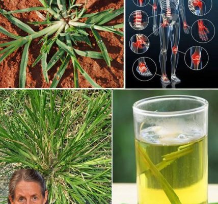 30 Incredible Benefits of Goosegrass (Eleusine indica) 30 Incredible Benefits of Goosegrass (Eleusine indica)