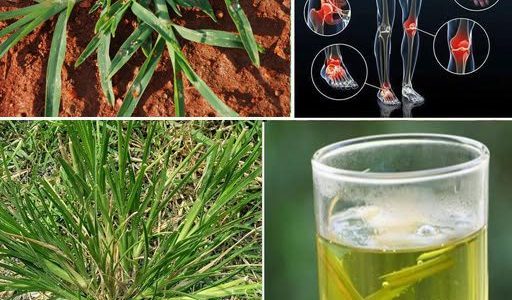 30 Incredible Benefits of Goosegrass (Eleusine indica) 30 Incredible Benefits of Goosegrass (Eleusine indica)