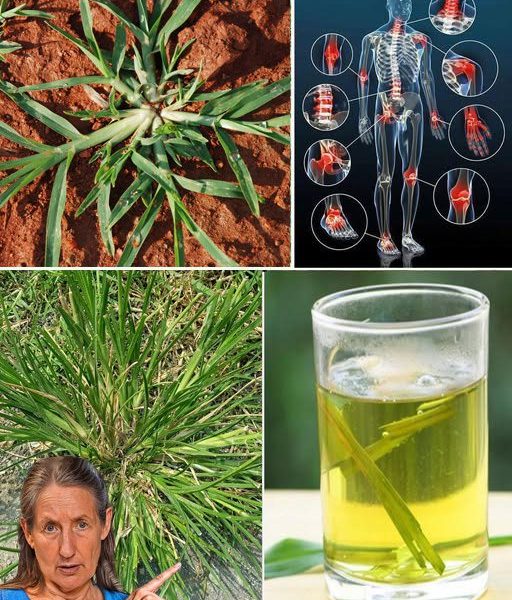 30 Incredible Benefits of Goosegrass (Eleusine indica) 30 Incredible Benefits of Goosegrass (Eleusine indica)