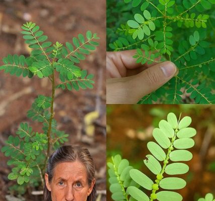 The Stone Breaker Plant: Nature’s Remedy for Kidney Stones The Stone Breaker Plant: Nature’s Remedy for Kidney Stones
