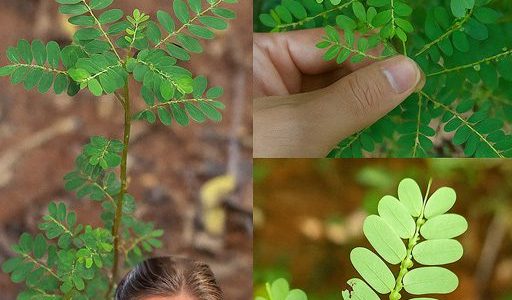 The Stone Breaker Plant: Nature’s Remedy for Kidney Stones