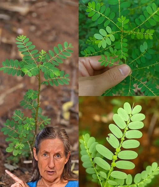 The Stone Breaker Plant: Nature’s Remedy for Kidney Stones The Stone Breaker Plant: Nature’s Remedy for Kidney Stones