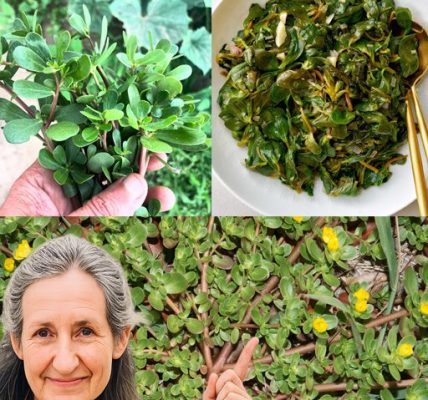 How to Pick Purslane for Eating How to Pick Purslane for Eating