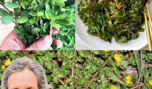 How to Pick Purslane for Eating How to Pick Purslane for Eating