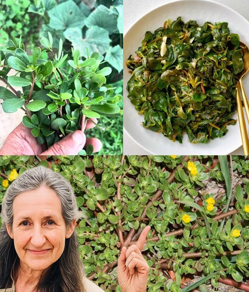 How to Pick Purslane for Eating How to Pick Purslane for Eating