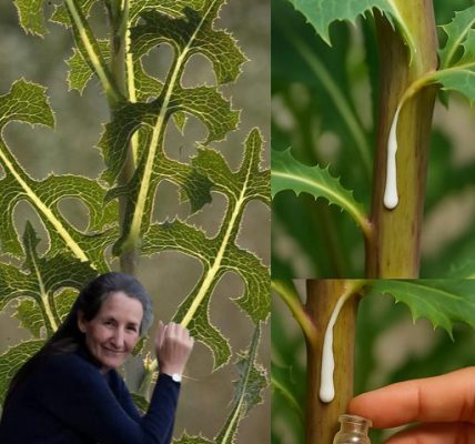 30 Amazing Benefits of Lactuca serriola (Wild Lettuce) 30 Amazing Benefits of Lactuca serriola (Wild Lettuce)