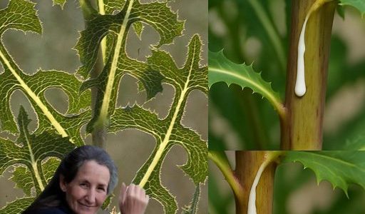 30 Amazing Benefits of Lactuca serriola (Wild Lettuce)