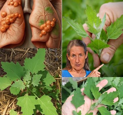 🌱 Unlocking the Hidden Treasures of Lamb’s Quarters: Nature’s Wild Superfood! 🌱 Unlocking the Hidden Treasures of Lamb’s Quarters: Nature’s Wild Superfood!