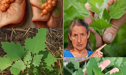 🌱 Unlocking the Hidden Treasures of Lamb’s Quarters: Nature’s Wild Superfood! 🌱 Unlocking the Hidden Treasures of Lamb’s Quarters: Nature’s Wild Superfood!