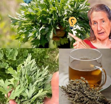🌿 Unveiling the Hidden Potency of Mugwort: Nature’s Underrated Healing Gem! 🌿 Unveiling the Hidden Potency of Mugwort: Nature’s Underrated Healing Gem!