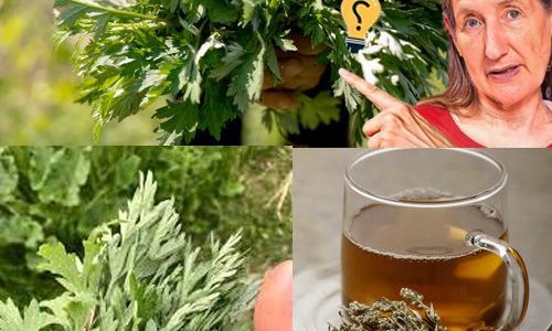 šæ Unveiling the Hidden Potency of Mugwort: Natureās Underrated Healing Gem! šæ Unveiling the Hidden Potency of Mugwort: Natureās Underrated Healing Gem!
