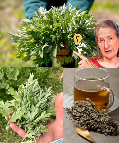 🌿 Unveiling the Hidden Potency of Mugwort: Nature’s Underrated Healing Gem!