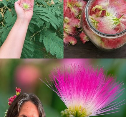 🌸 Mimosa Flower: The Hidden Elixir for Emotional Healing and Inner Calm 🌸 Mimosa Flower: The Hidden Elixir for Emotional Healing and Inner Calm