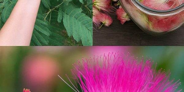 🌸 Mimosa Flower: The Hidden Elixir for Emotional Healing and Inner Calm 🌸 Mimosa Flower: The Hidden Elixir for Emotional Healing and Inner Calm