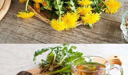 🌼 The Hidden Power of Dandelion Roots for Your Health 🌼 The Hidden Power of Dandelion Roots for Your Health