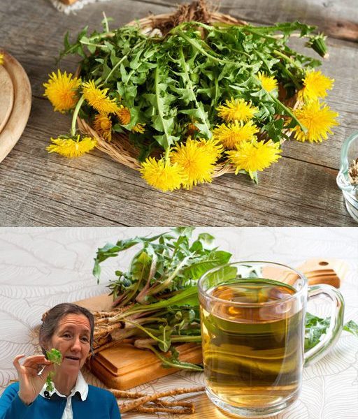 🌼 The Hidden Power of Dandelion Roots for Your Health 🌼 The Hidden Power of Dandelion Roots for Your Health