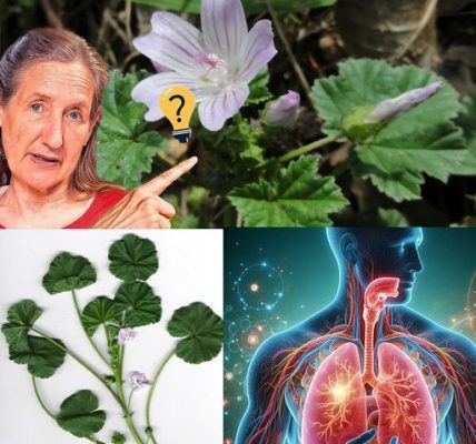 Dwarf Mallow (Malva neglecta): A Powerhouse of Health Benefits and Uses Dwarf Mallow (Malva neglecta): A Powerhouse of Health Benefits and Uses