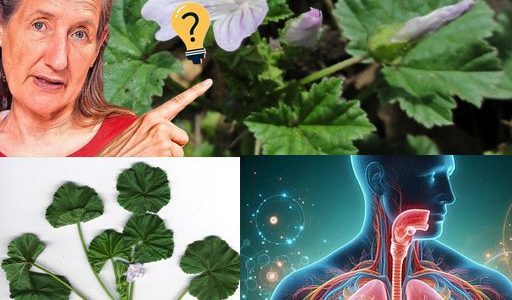 Dwarf Mallow (Malva neglecta): A Powerhouse of Health Benefits and Uses Dwarf Mallow (Malva neglecta): A Powerhouse of Health Benefits and Uses