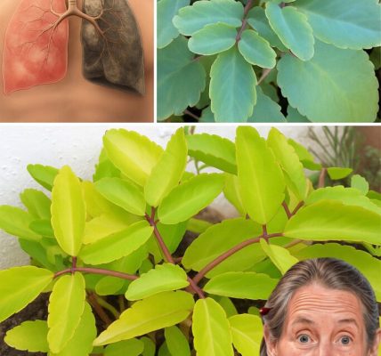 One Leaf, Endless Healing? Discover 11 Surprising Powers of the āMiracle Leafā One Leaf, Endless Healing? Discover 11 Surprising Powers of the āMiracle Leafā