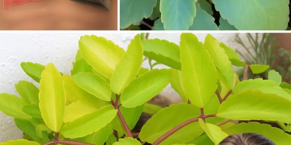 One Leaf, Endless Healing? Discover 11 Surprising Powers of the ‘Miracle Leaf’ One Leaf, Endless Healing? Discover 11 Surprising Powers of the ‘Miracle Leaf’
