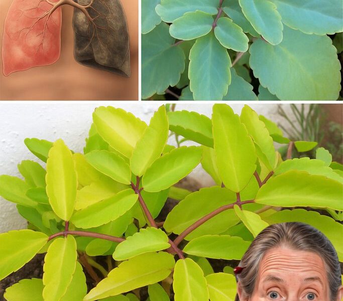 One Leaf, Endless Healing? Discover 11 Surprising Powers of the ‘Miracle Leaf’ One Leaf, Endless Healing? Discover 11 Surprising Powers of the ‘Miracle Leaf’