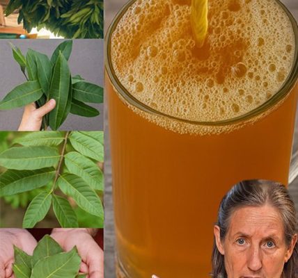 Nature’s Secret Pharmacy: Unlock the Healing Power of Avocado, Mango, Bay, and Guava Leaves Nature’s Secret Pharmacy: Unlock the Healing Power of Avocado, Mango, Bay, and Guava Leaves