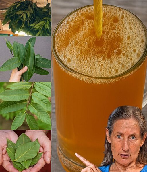 Nature’s Secret Pharmacy: Unlock the Healing Power of Avocado, Mango, Bay, and Guava Leaves Nature’s Secret Pharmacy: Unlock the Healing Power of Avocado, Mango, Bay, and Guava Leaves