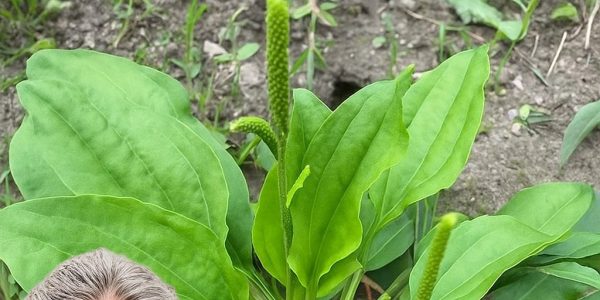 Broadleaf Plantain: Nature’s Healing Herb Uncovered Broadleaf Plantain: Nature’s Healing Herb Uncovered