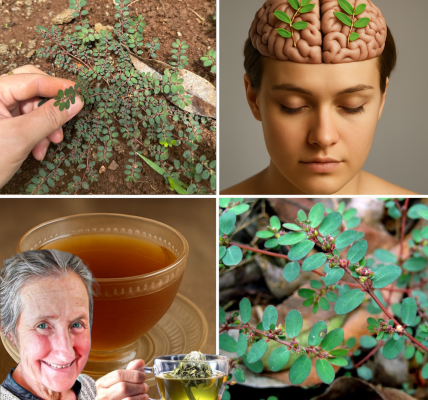 🌿 The Hidden Hero of Healing: Why Euphorbia Thymifolia Might Be the Most Powerful Weed in Your Yard 🌿 The Hidden Hero of Healing: Why Euphorbia Thymifolia Might Be the Most Powerful Weed in Your Yard