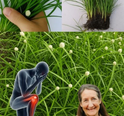 Revealed: The Ancient Weed That’s Secretly a Healing Powerhouse Revealed: The Ancient Weed That’s Secretly a Healing Powerhouse