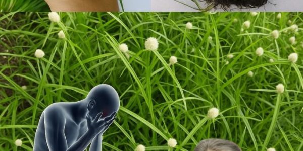 Revealed: The Ancient Weed That’s Secretly a Healing Powerhouse Revealed: The Ancient Weed That’s Secretly a Healing Powerhouse