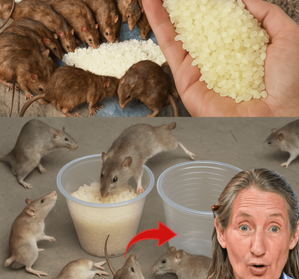 Shocking Kitchen Hack: Eliminate Rats and Cockroaches Forever with This Rice Trick! Shocking Kitchen Hack: Eliminate Rats and Cockroaches Forever with This Rice Trick!