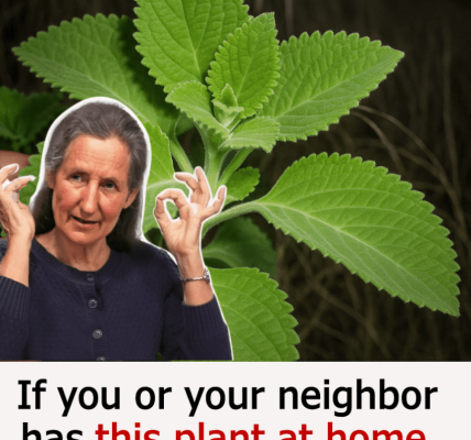 🌿 This Plant Hiding in Your Kitchen Could Be the Ultimate Treasure for Every Woman 🌿 This Plant Hiding in Your Kitchen Could Be the Ultimate Treasure for Every Woman