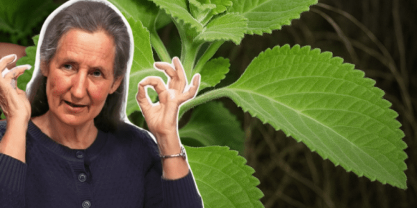 🌿 This Plant Hiding in Your Kitchen Could Be the Ultimate Treasure for Every Woman 🌿 This Plant Hiding in Your Kitchen Could Be the Ultimate Treasure for Every Woman