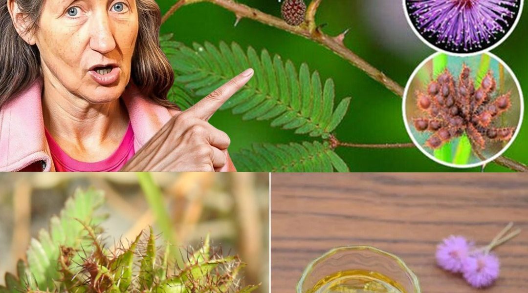 The Healing Power of Mimosa Pudica: 10 Surprising Health Benefits and How to Use This Amazing Plant The Healing Power of Mimosa Pudica: 10 Surprising Health Benefits and How to Use This Amazing Plant