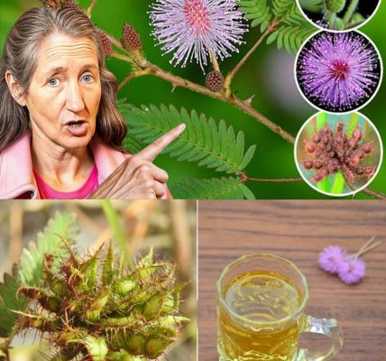 The Healing Power of Mimosa Pudica: 10 Surprising Health Benefits and How to Use This Amazing Plant The Healing Power of Mimosa Pudica: 10 Surprising Health Benefits and How to Use This Amazing Plant