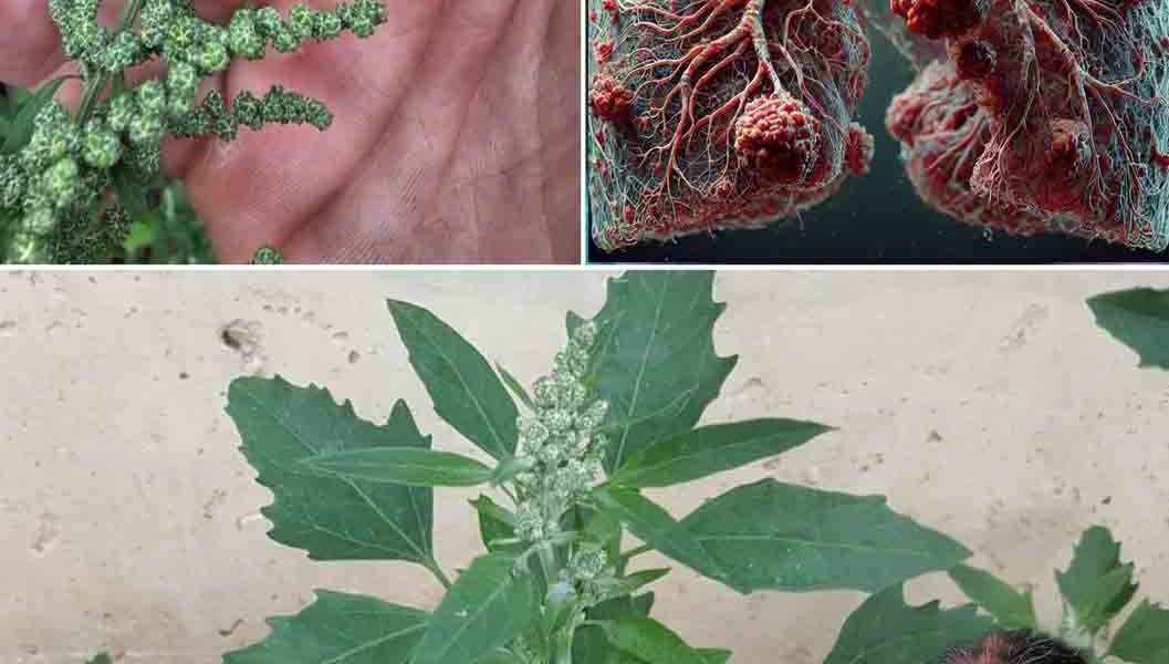 Unlock the Incredible Power of Lamb’s Quarters: The Superfood You’ve Been Missing Unlock the Incredible Power of Lamb’s Quarters: The Superfood You’ve Been Missing