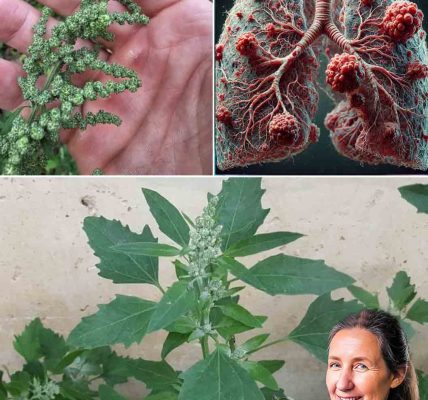 Unlock the Incredible Power of Lamb’s Quarters: The Superfood You’ve Been Missing Unlock the Incredible Power of Lamb’s Quarters: The Superfood You’ve Been Missing