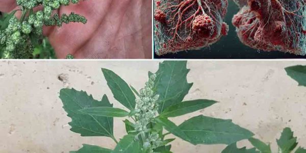 Unlock the Incredible Power of Lamb’s Quarters: The Superfood You’ve Been Missing