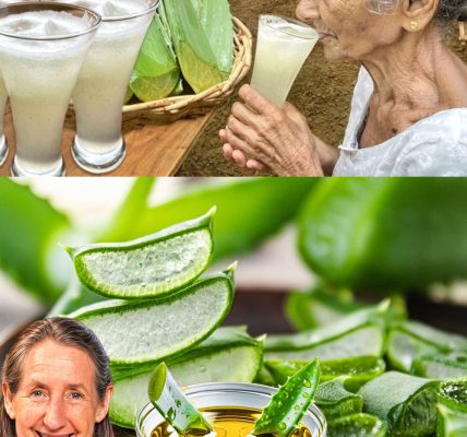 The Miraculous Power of Aloe Vera: Nature’s Soothing Secret The Miraculous Power of Aloe Vera: Nature’s Soothing Secret